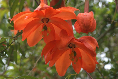 holy grail of passionflowers